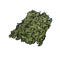 Jungle Ivy